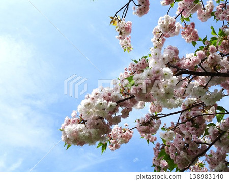Sakura's blooming Sakura's blooming 138983140