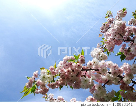 Sakura's blooming Sakura's blooming 138983141