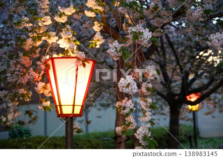 Cherry blossoms and paper lanterns at the Japan Mint Cherry blossoms and paper lanterns at the Japan Mint 138983145