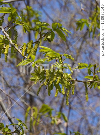 Chinese wingnut flower - March 2026 138983149