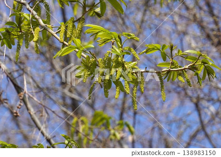 Chinese wingnut flower - March 2026 Chinese wingnut flower - March 2026 138983150