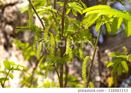 中國翼果花 - 2026年3月 138983153