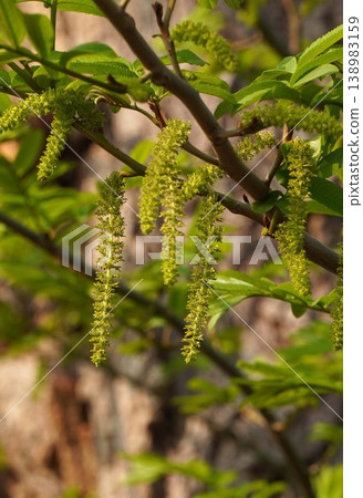 Chinese wingnut flower - March 2026 Chinese wingnut flower - March 2026 138983159