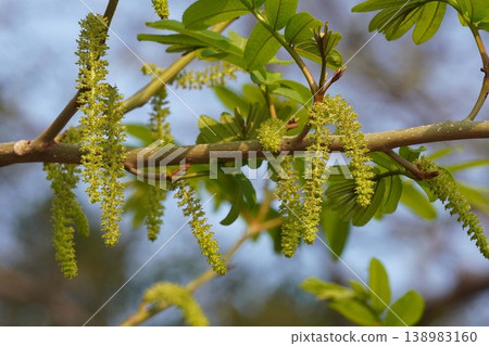 Chinese wingnut flower - March 2026 Chinese wingnut flower - March 2026 138983160