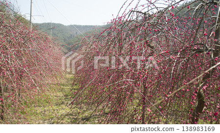 Weeping plum blossom 138983169