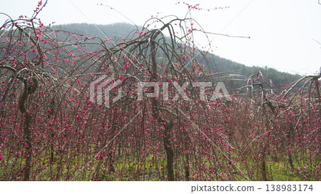 Weeping plum blossom Weeping plum blossom 138983174