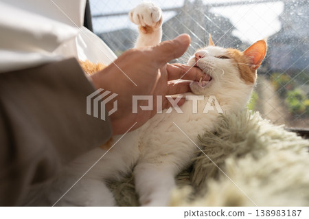 貓咬手棕虎白 138983187