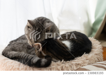 Two relaxing cats, Kijitra and Sabatra cats Two relaxing cats, Kijitra and Sabatra cats 138983193