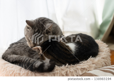Two cats sleeping by the window Two cats sleeping by the window 138983194