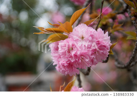 Cherry blossoms at the Mint 138983330