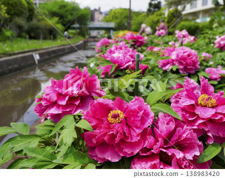 Peony Garden at Furushibagawa Waterfront Park, Koto Ward Peony Garden at Furushibagawa Waterfront Park, Koto Ward 138983420