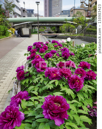 Peony Garden at Furushibagawa Waterfront Park, Koto Ward Peony Garden at Furushibagawa Waterfront Park, Koto Ward 138983423
