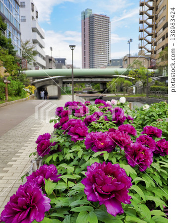 Peony Garden at Furushibagawa Waterfront Park, Koto Ward Peony Garden at Furushibagawa Waterfront Park, Koto Ward 138983424