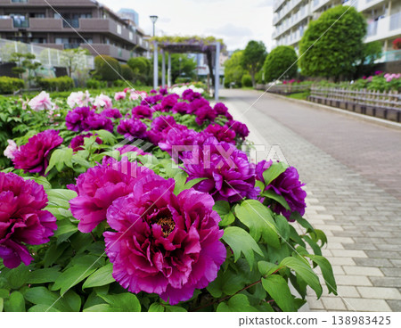 Peony Garden at Furushibagawa Waterfront Park, Koto Ward Peony Garden at Furushibagawa Waterfront Park, Koto Ward 138983425