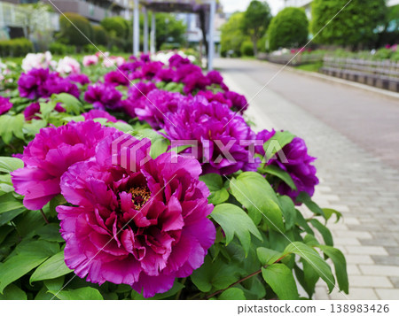 Peony Garden at Furushibagawa Waterfront Park, Koto Ward Peony Garden at Furushibagawa Waterfront Park, Koto Ward 138983426