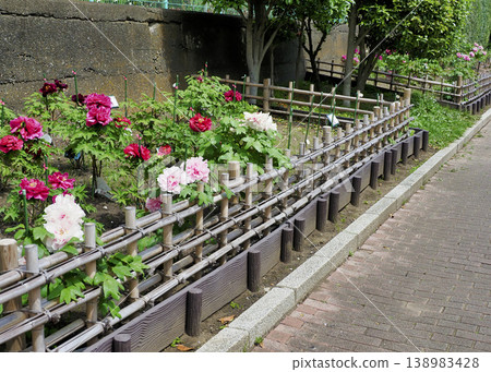 古志波川濱水公園牡丹園，江東區 138983428