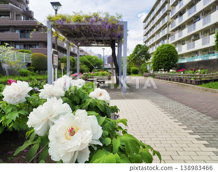 Peony Garden at Furushibagawa Waterfront Park, Koto Ward Peony Garden at Furushibagawa Waterfront Park, Koto Ward 138983466