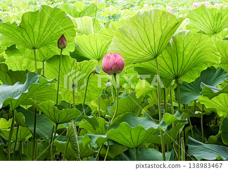 A vast expanse of lotus leaves and pink lotus flowers – a beautiful summer scene. A vast expanse of lotus leaves and pink lotus flowers – a beautiful summer scene. 138983467