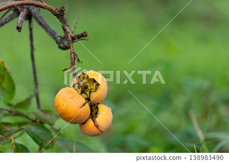 Delicious ripe persimmons Delicious ripe persimmons 138983490