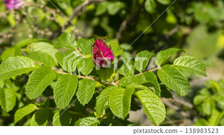 Rose of Sharon Rose of Sharon 138983523