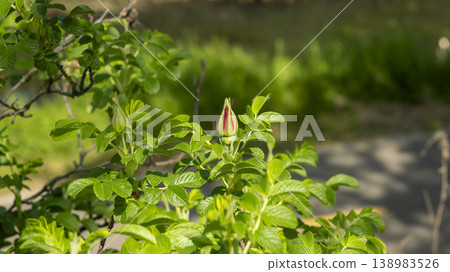 Rose of Sharon Rose of Sharon 138983526