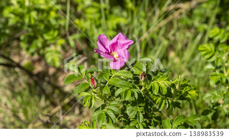 Rose of Sharon Rose of Sharon 138983539