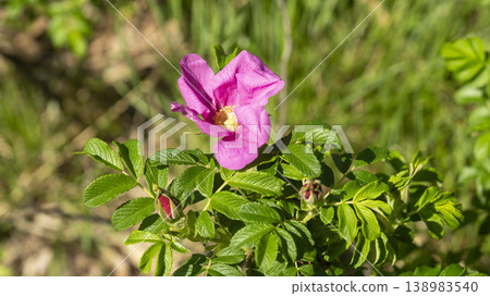 Rose of Sharon 138983540