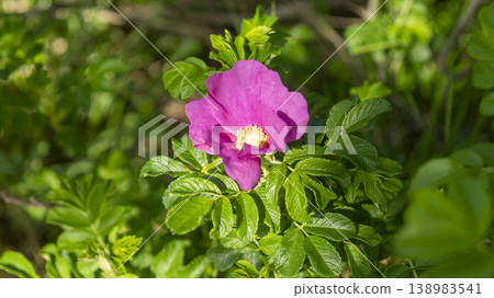 Rose of Sharon Rose of Sharon 138983541