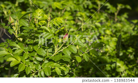Rose of Sharon Rose of Sharon 138983544