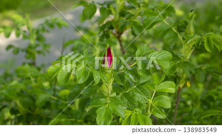 Rose of Sharon Rose of Sharon 138983549
