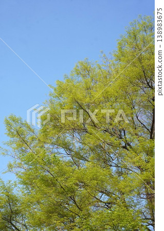 一棵樸樹,枝繁葉茂,綠葉鮮嫩-2026年4月 一棵樸樹,枝繁葉茂,綠葉鮮嫩-2026年4月 138983675