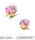 Hand drawn rose flower bud, camellia or lisianthus with delicate pencil details, soft watercolor petals. Valentine graphics, engagement announcements, romantic stationery, floral logos, love prints. 138983687