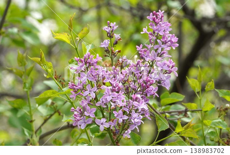 丁香花 - 2026年4月 138983702
