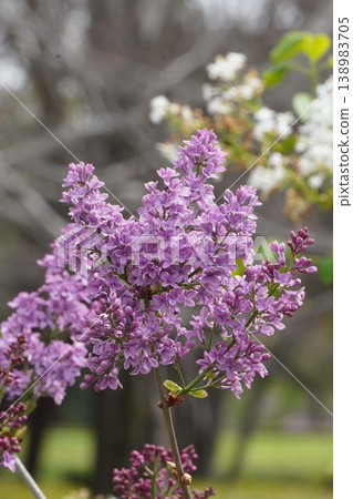 丁香花 - 2026年4月 138983705