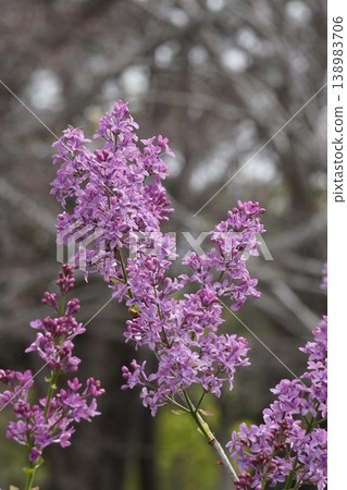 丁香花 - 2026年4月 丁香花 - 2026年4月 138983706