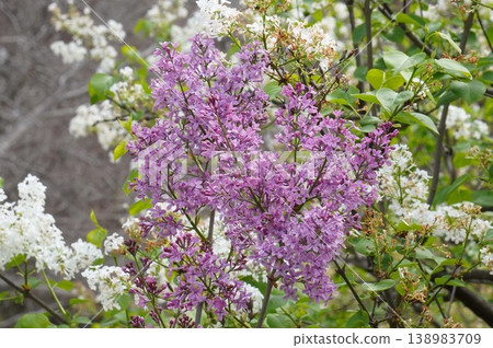 Lilac flowers - April 2026 138983709