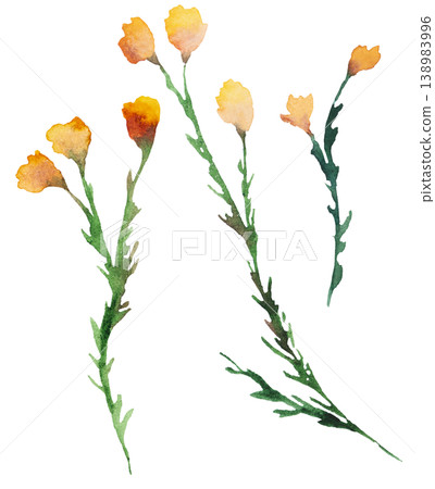 Watercolor orange wildflower, isolated illustration, floral wedding and greeting element Watercolor orange wildflower, isolated illustration, floral wedding and greeting element 138983996