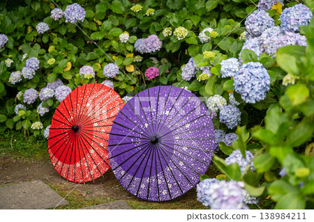 紅色和紫色的日式雨傘擺放在繡球花盛開的鵝卵石路上。 138984211