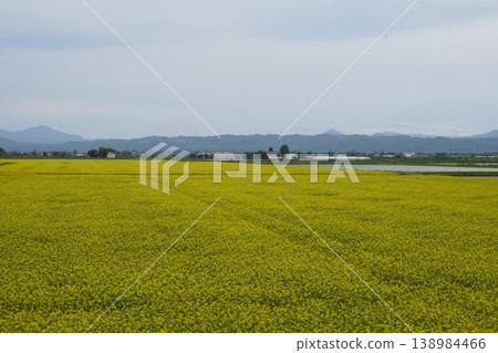 The rapeseed fields of Takikawa, Hokkaido: A vast yellow carpet and a breathtaking view of the surrounding mountains. The rapeseed fields of Takikawa, Hokkaido: A vast yellow carpet and a breathtaking view of the surrounding mountains. 138984466