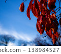 葉子變成鮮紅色 138984527