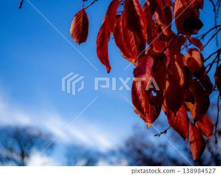 Leaves that turned bright red Leaves that turned bright red 138984527