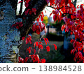 葉子變成鮮紅色 138984528