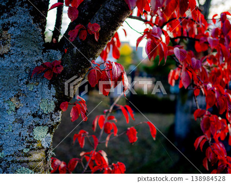 Leaves that turned bright red 138984528