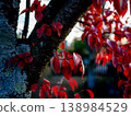 葉子變成鮮紅色 138984529