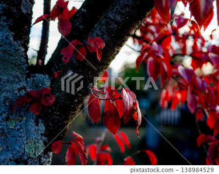 Leaves that turned bright red Leaves that turned bright red 138984529