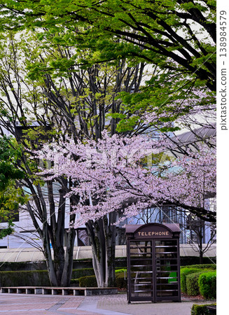A telephone booth, cherry blossoms, and fresh green leaves A telephone booth, cherry blossoms, and fresh green leaves 138984579
