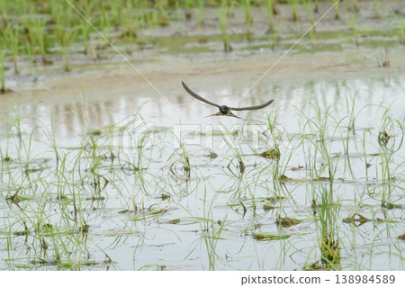 Swallows flying over rice paddies: Japanese rural landscapes and wild birds Swallows flying over rice paddies: Japanese rural landscapes and wild birds 138984589