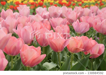 Pink tulips blooming in the spring sunshine. Pink tulips blooming in the spring sunshine. 138984592