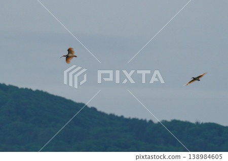 一隻朱鷺在新潟縣佐渡島上空飛翔－－這是日本一種珍稀野生動物。 138984605