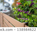 花園裡的日本紫珠（Callicarpa japonica）結滿了紫色的漿果。 138984622